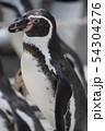 ペンギンの顔 54304276