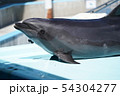 イルカの顔 54304277