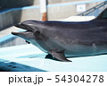イルカのおしゃべり 54304278