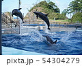 イルカのジャンプ 54304279