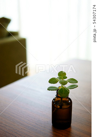 ライフスタイル　リビング 54307174