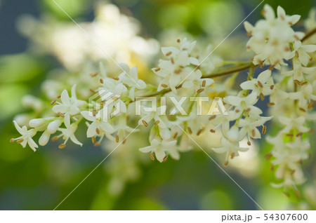 プリベットの花 プリベットの花 54307600