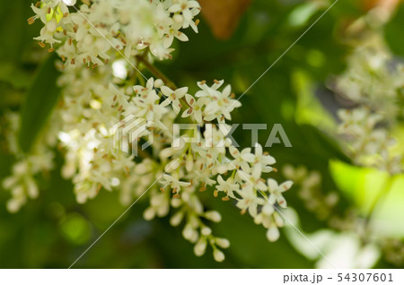 プリベットの花 54307601