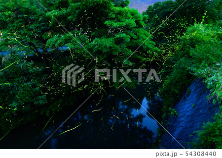 ホタル ホタル 54308440