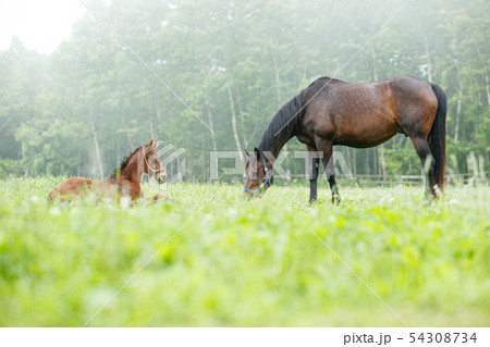 馬の親子 馬の親子 54308734