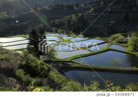 長岡 山古志の棚田 長岡 山古志の棚田 54308971