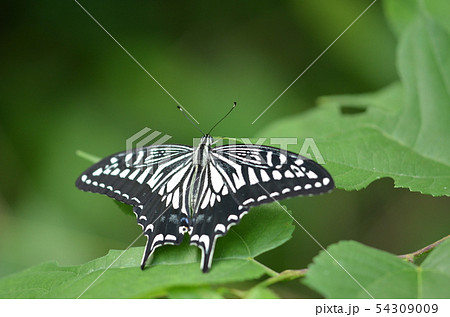 アゲハ夏 アゲハ夏 54309009