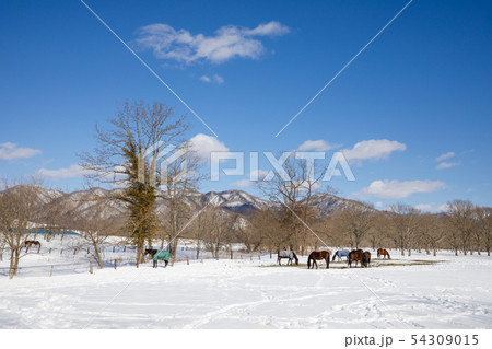 雪景色の牧場 54309015