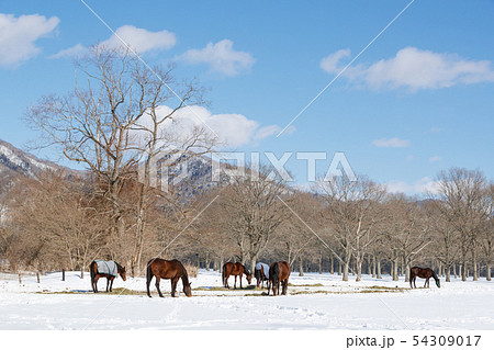 雪景色の牧場 雪景色の牧場 54309017