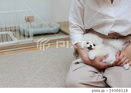 ポメラニアン (犬 ドッグ イヌ 生物 動物 血統書 仔犬 子供 わんこ ホワイト 白 血統 洋犬) 54309118