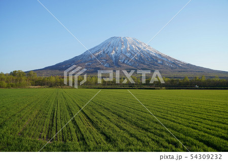 羊蹄山と畑 54309232