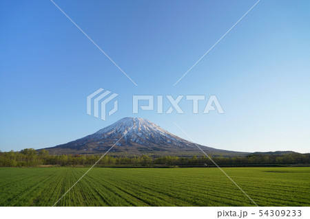羊蹄山と畑 54309233