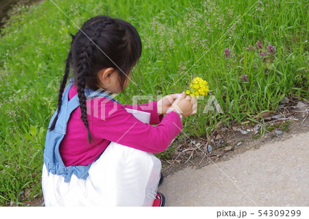 お花摘みの女の子の写真素材 [54309299] - PIXTA