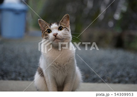 ごはんはまだかにゃ？ 54309953