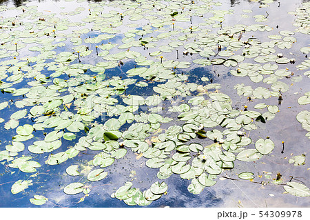 pond overgrown by yellow and white water lily pond overgrown by yellow and white water lily 54309978