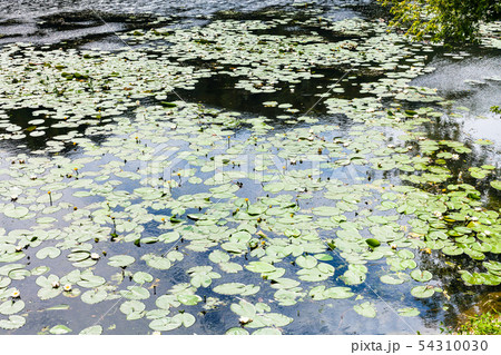 small river with yellow and white water lily 54310030