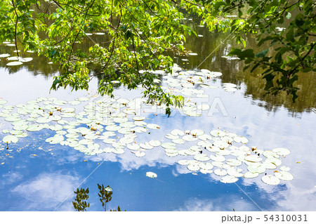 maple ash tree over pond overgrown by water lily 54310031