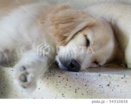 young small cute lovely dirty crossbreed dog young small cute lovely dirty crossbreed dog 54310838