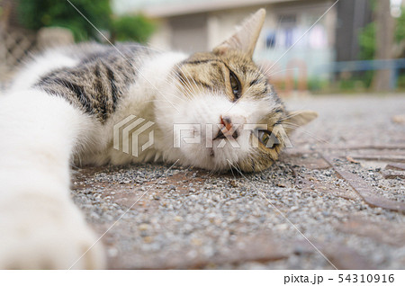 猫 54310916