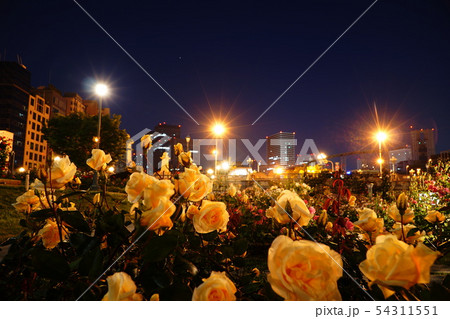 夜のバラ園 54311551