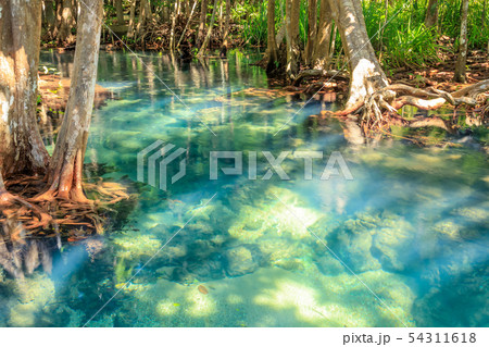 Mangrove and crystal clear water stream canal at Mangrove and crystal clear water stream canal at 54311618