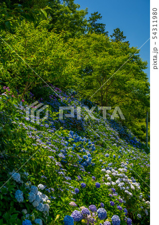 丹州観音寺　あじさい寺 54311980