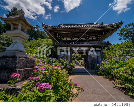 丹州観音寺　あじさい寺 54311982