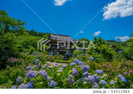 丹州観音寺　あじさい寺 54311983