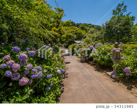 丹州観音寺 あじさい寺 丹州観音寺 あじさい寺 54311985