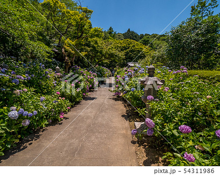 丹州観音寺　あじさい寺 54311986