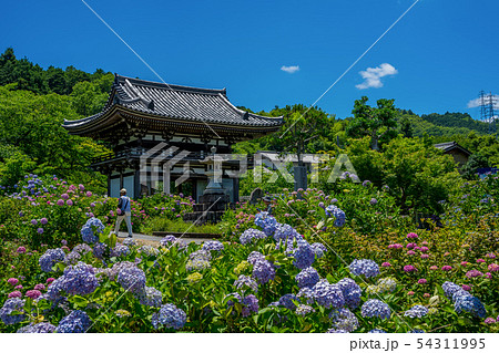 丹州観音寺　あじさい寺 54311995