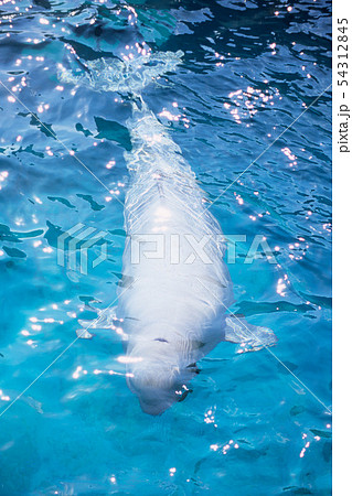 白イルカ 白イルカ 54312845