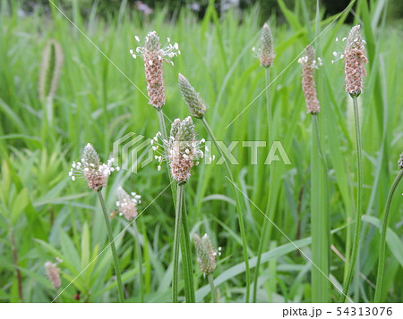 ヘラオオバコ ヘラオオバコ 54313076