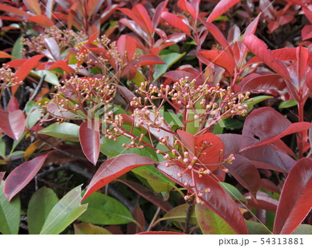 カナメモチ カナメモチ 54313881