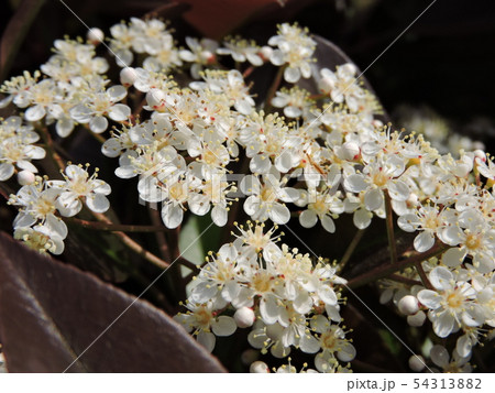 カナメモチ 54313882