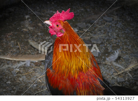 rooster chicken male agriculture livestock coop 54313927