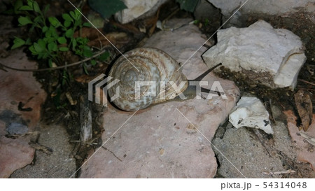 Snails gliding on the wet grass and moss texture. Snails gliding on the wet grass and moss texture. 54314048
