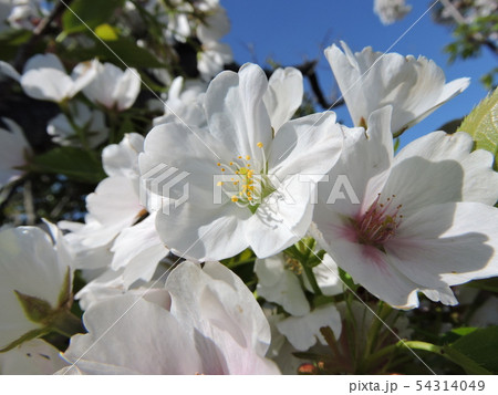 桜 サクラ オオシマザクラ 桜 サクラ オオシマザクラ 54314049