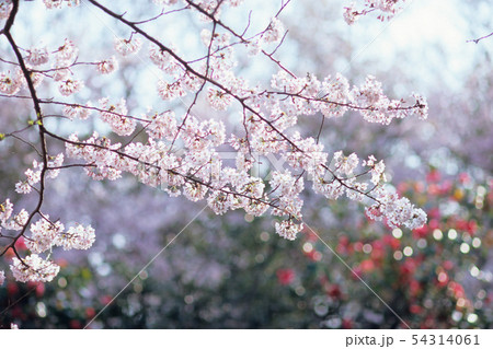 さくら さくら 54314061