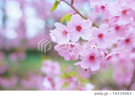 可憐なさくら 可憐なさくら 54314063