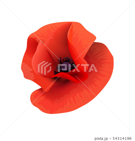 Poppy red flower head top view. Scarlett petals. 54314196