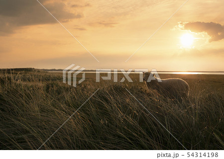 One young sheep in tall grass at sunrise One young sheep in tall grass at sunrise 54314198