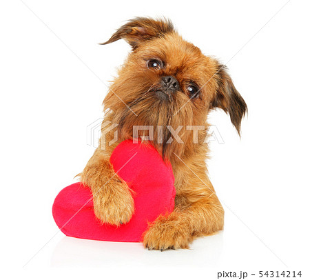 Brussels griffon with festive red heart Brussels griffon with festive red heart 54314214