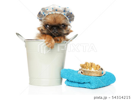 Brussels Griffon puppy in a bucket and bath hat Brussels Griffon puppy in a bucket and bath hat 54314215