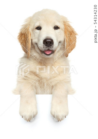 Happy dog above banner, 54314230
