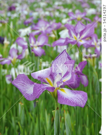 ショウブ ハナショウブ 花菖蒲 ショウブ ハナショウブ 花菖蒲 54314297