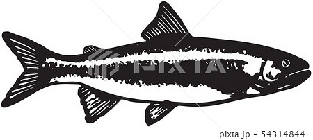 Trout Fish Trout Fish 54314844