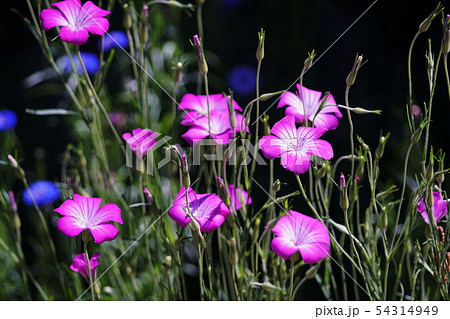 アグロステンマ Agrostemma アグロステンマ Agrostemma 54314949