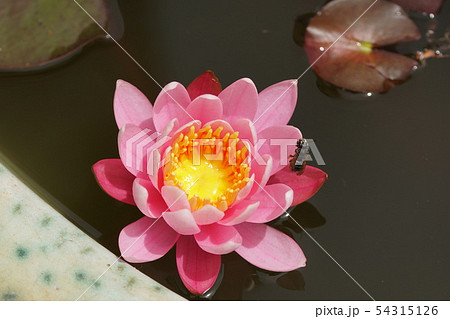 スイレン  Water lily 54315126