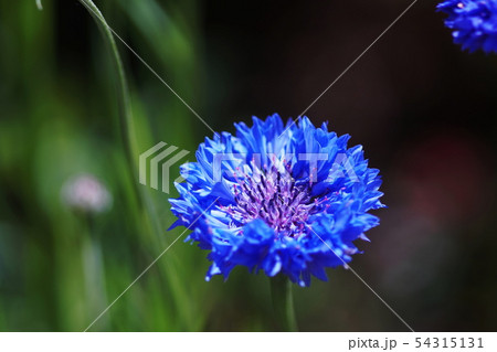 ヤグルマギク Cornflower ヤグルマギク Cornflower 54315131